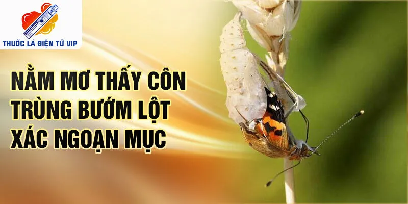 Nằm mơ thấy côn trùng bướm lột xác ngoạn mục