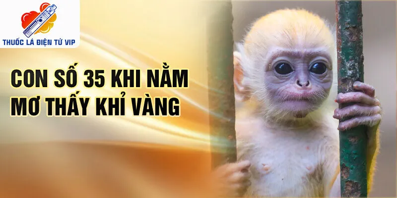Con số 35 khi nằm mơ thấy khỉ vàng