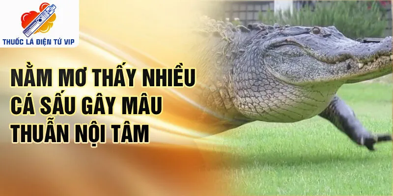 Nằm mơ thấy nhiều cá sấu gây mâu thuẫn nội tâm